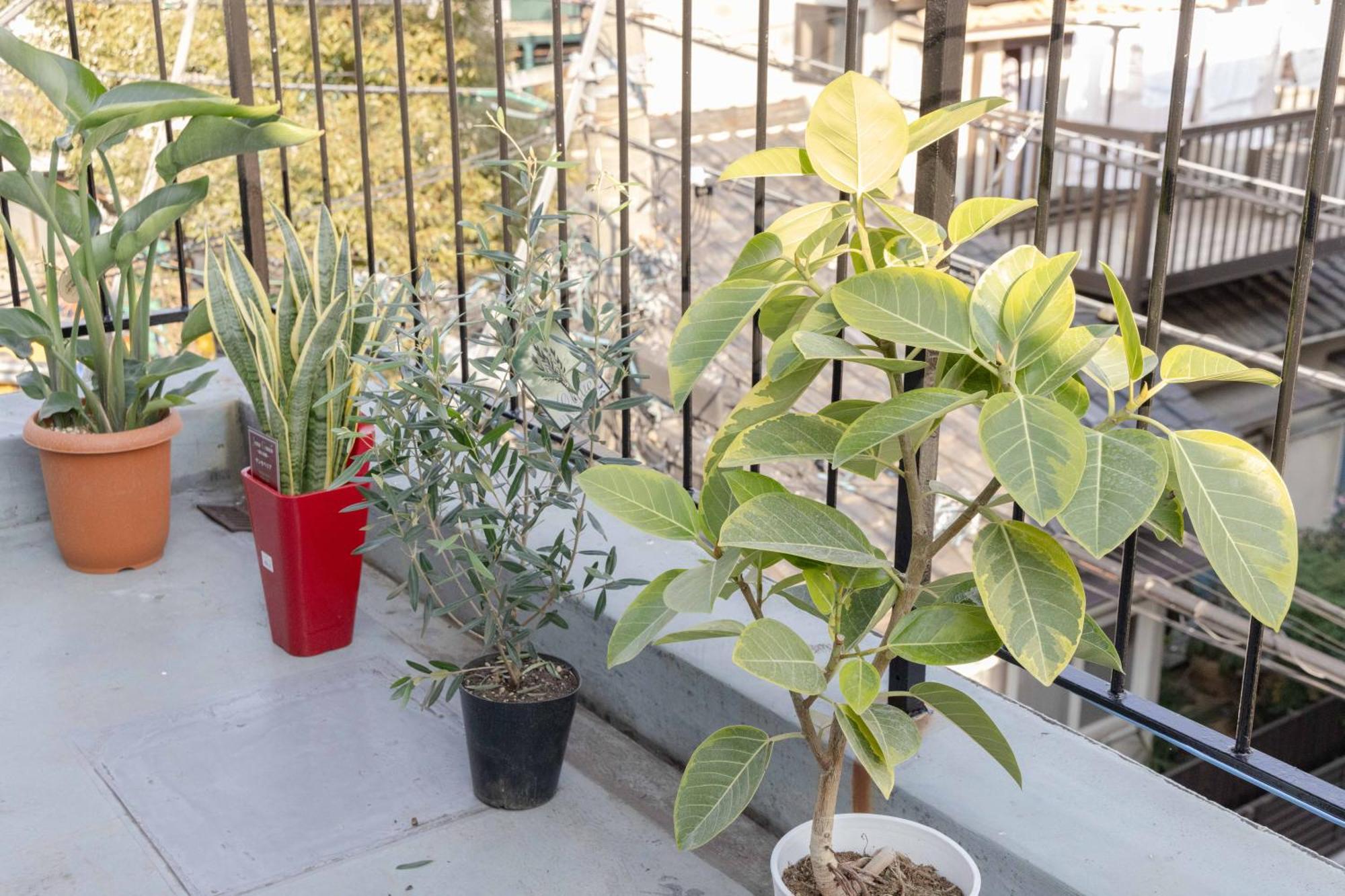 Appartement Buran House